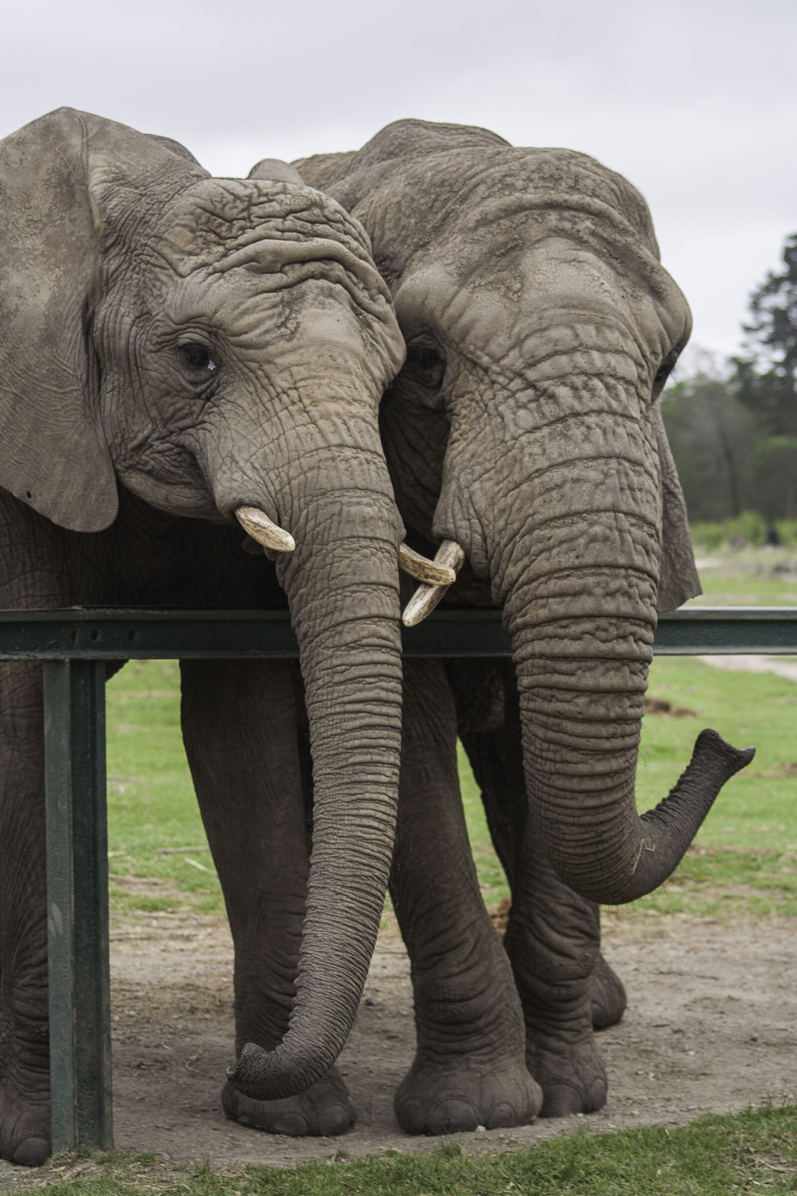 Canon EOS 350D (EOS Digital Rebel XT / EOS Kiss Digital N) sample photo. Elephant, trunk, elephants, south photography
