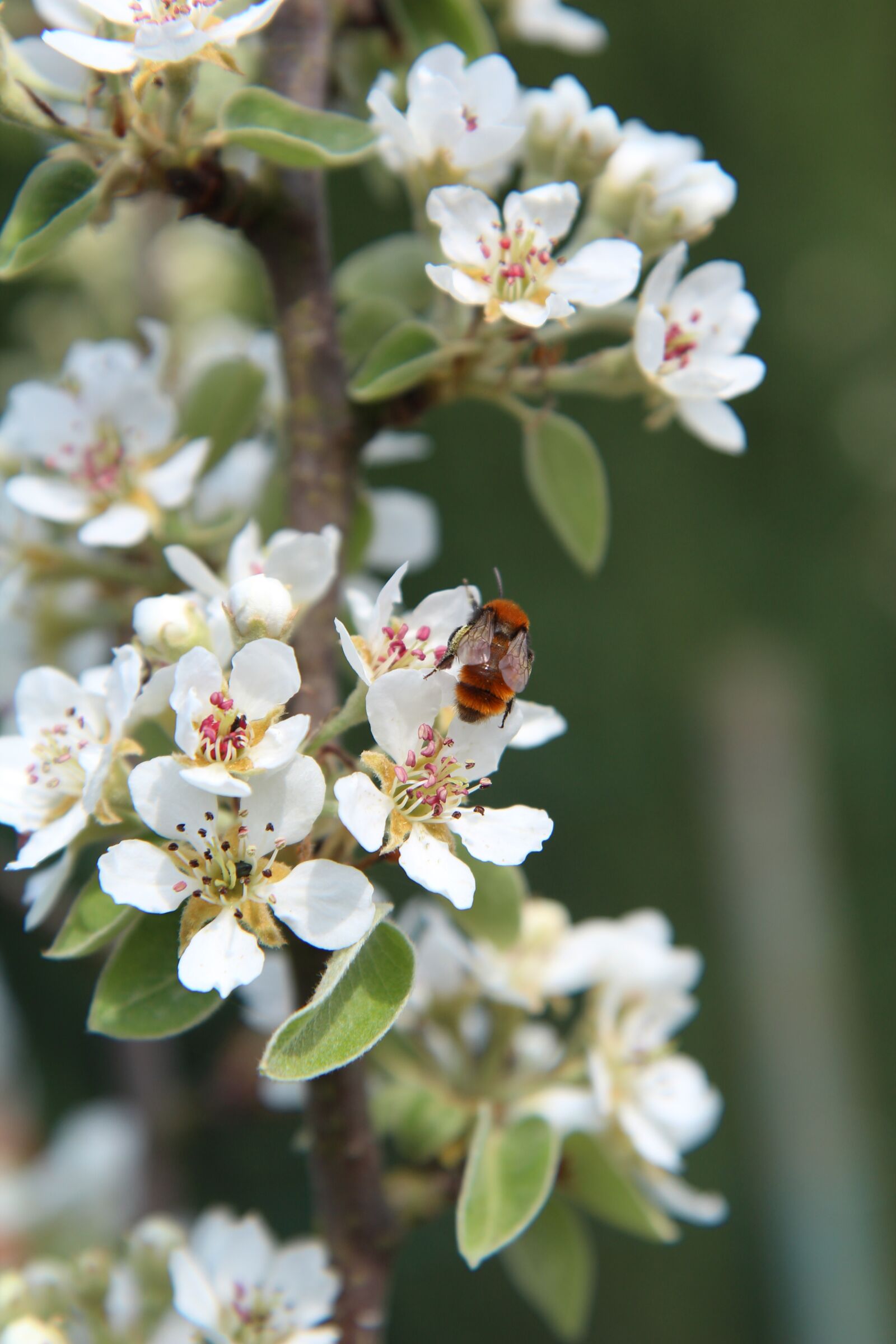 Canon EOS 600D (Rebel EOS T3i / EOS Kiss X5) sample photo. Poirier, flowers of poirier photography