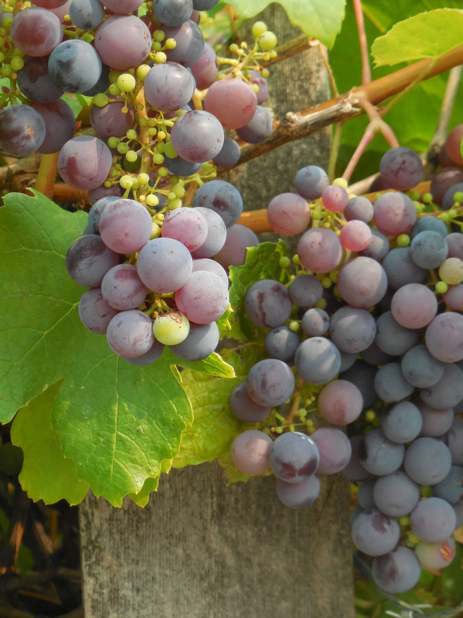 Nikon Coolpix S6800 sample photo. Grapes, grapevine, vine photography