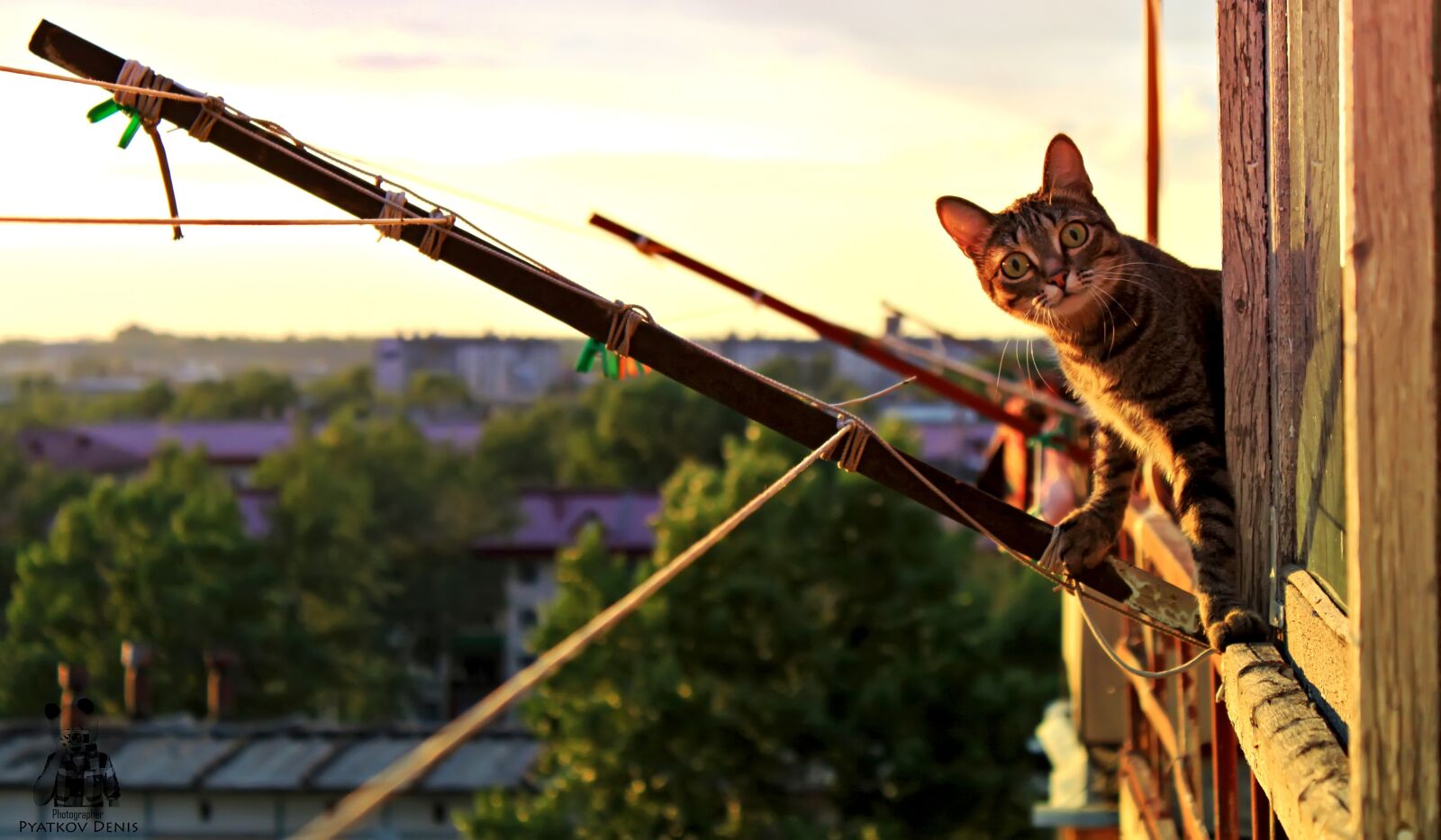 Canon EOS 500D (EOS Rebel T1i / EOS Kiss X3) sample photo. Cat, paws, balcony photography