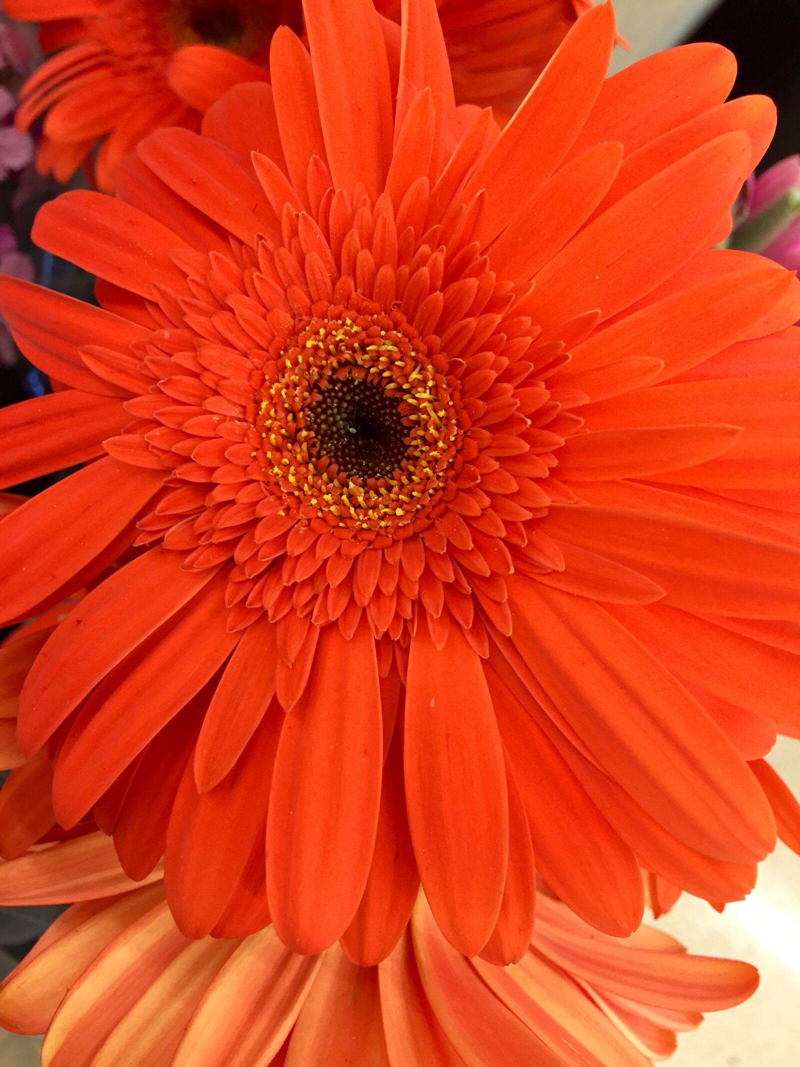 iPhone 6 Plus back camera 4.15mm f/2.2 sample photo. Bloom, blossom, close, flower photography