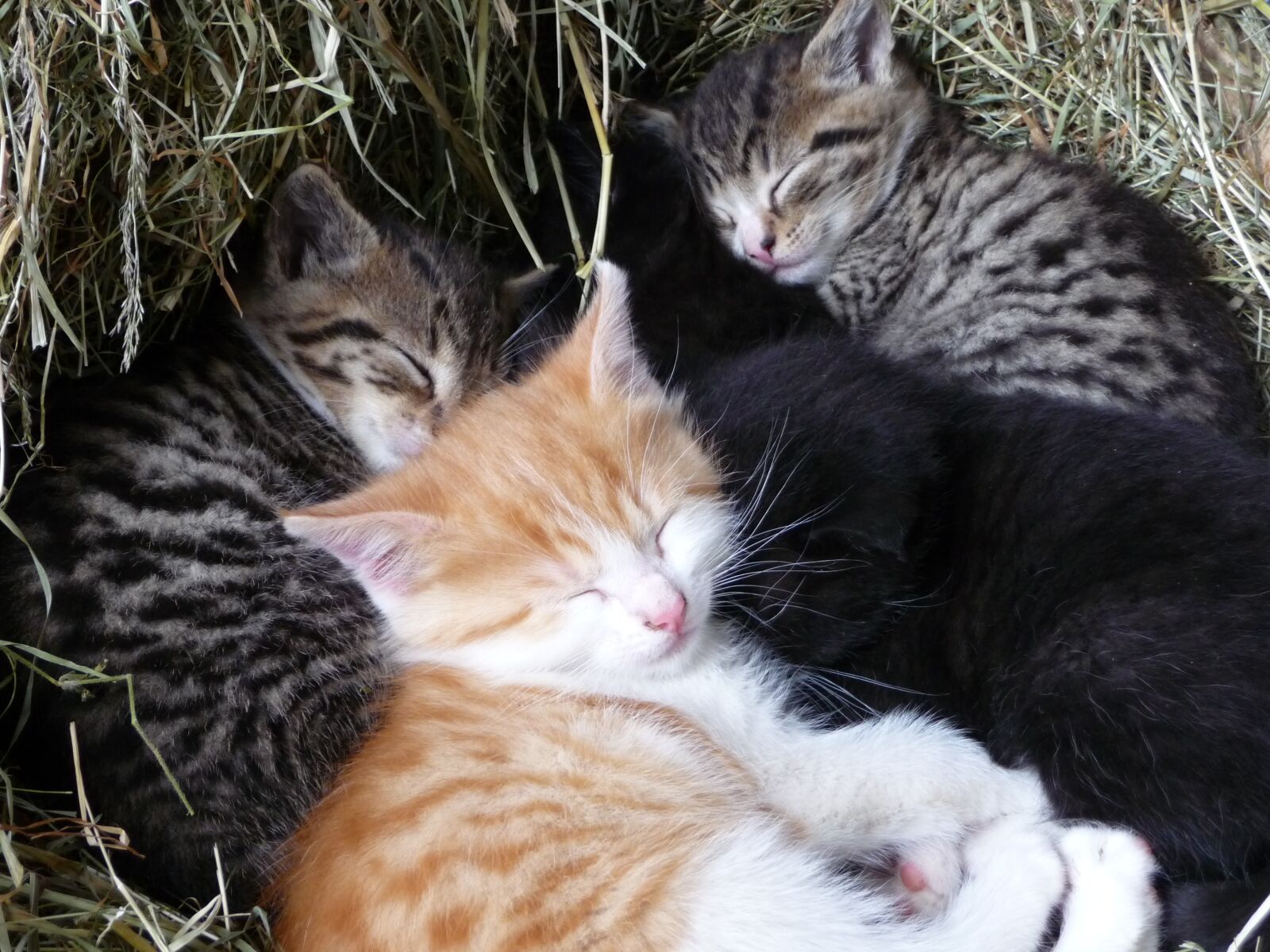 Panasonic Lumix DMC-TZ5 sample photo. Animals, cat, pet photography