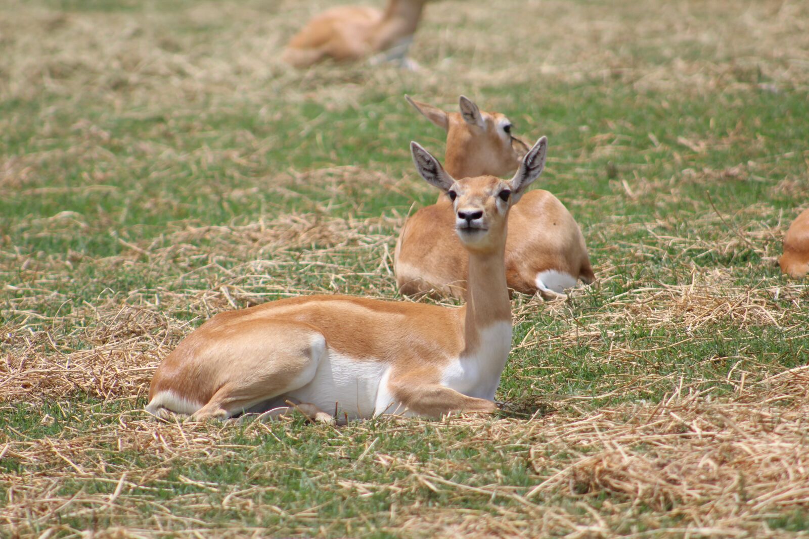 Canon EOS 1300D (EOS Rebel T6 / EOS Kiss X80) sample photo. Animals, guanaco, llamas photography