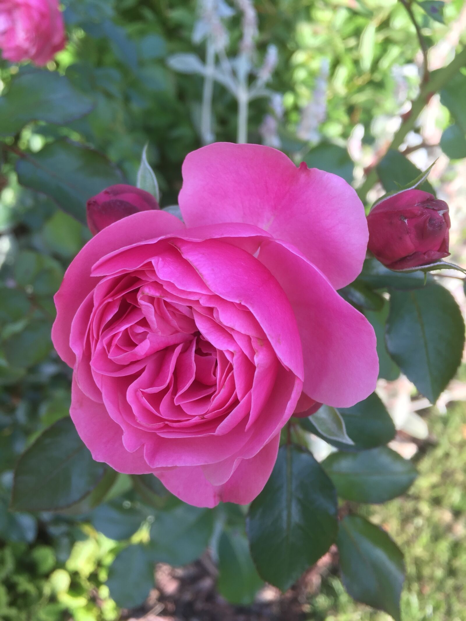 Apple iPhone 6 sample photo. Roses, garden, pink photography