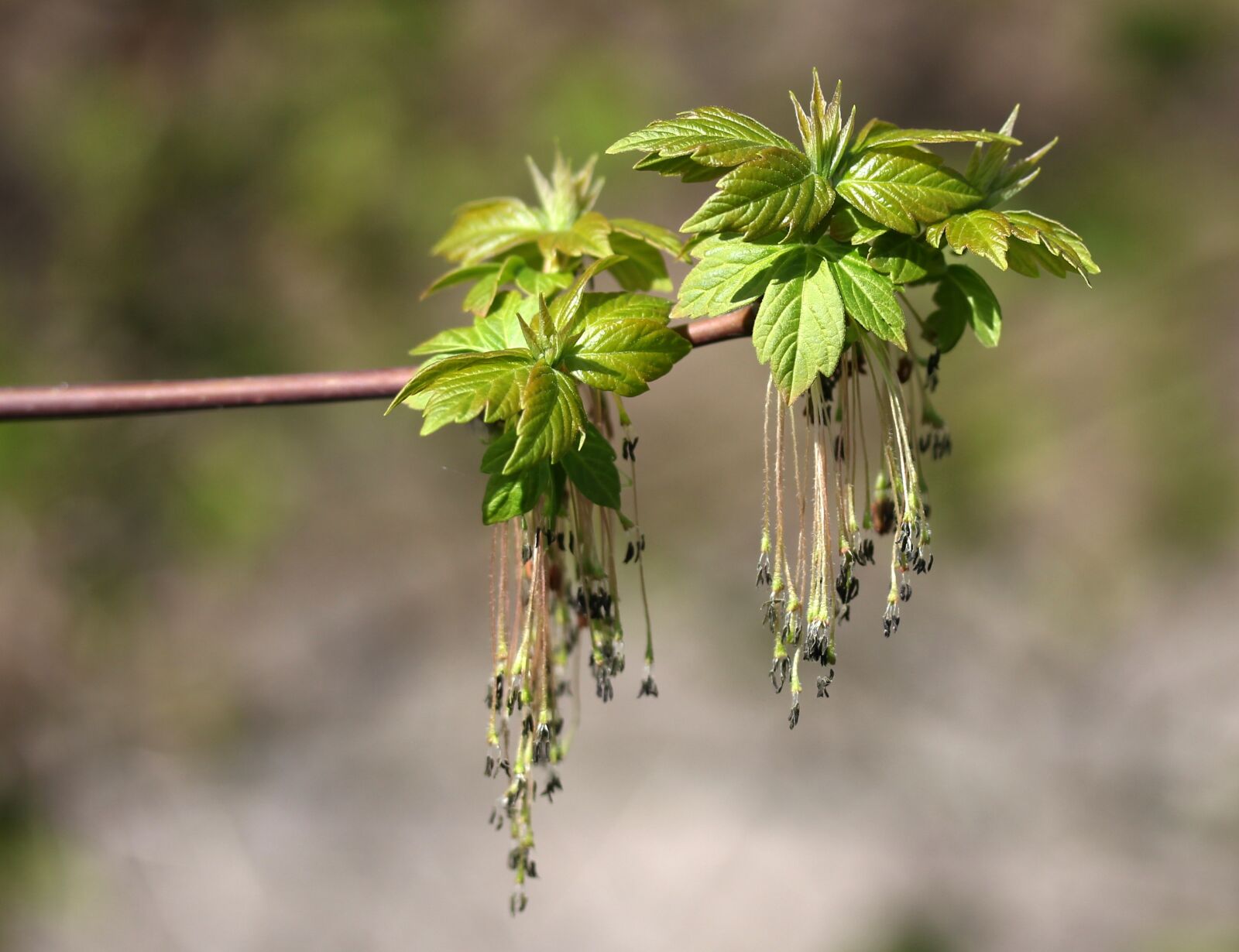 Canon EF-S 60mm F2.8 Macro USM sample photo. Tree, inflorescence, green photography