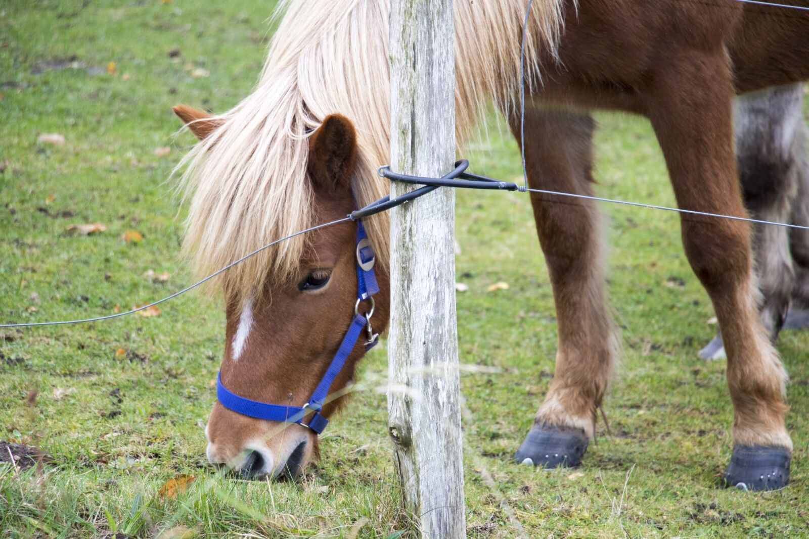 Canon EOS 760D (EOS Rebel T6s / EOS 8000D) sample photo. Horse, pasture, coupling photography