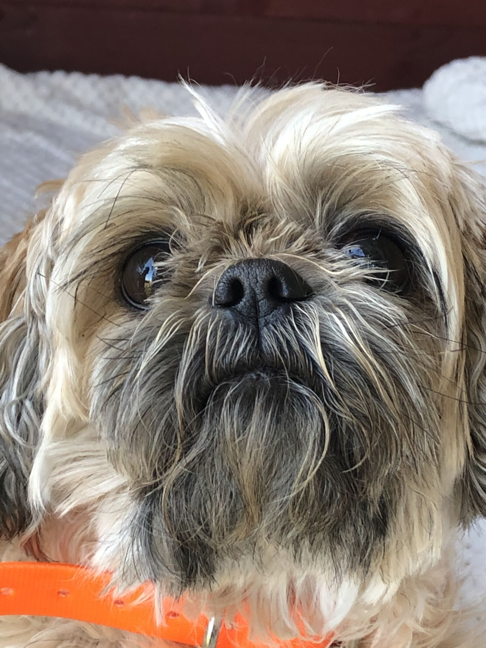 iPhone 8 back camera 3.99mm f/1.8 sample photo. Close-up, dog, shih-tzu photography