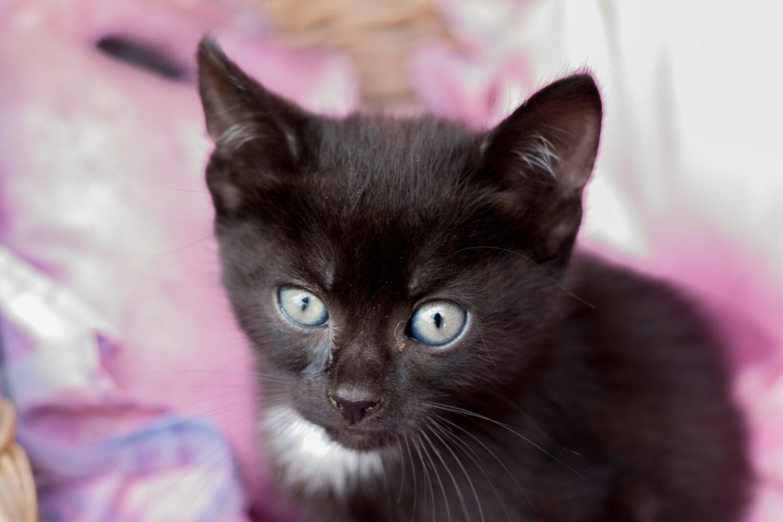 Canon EOS 50D + Canon EF 50mm F1.8 STM sample photo. Kitten, black, feline photography