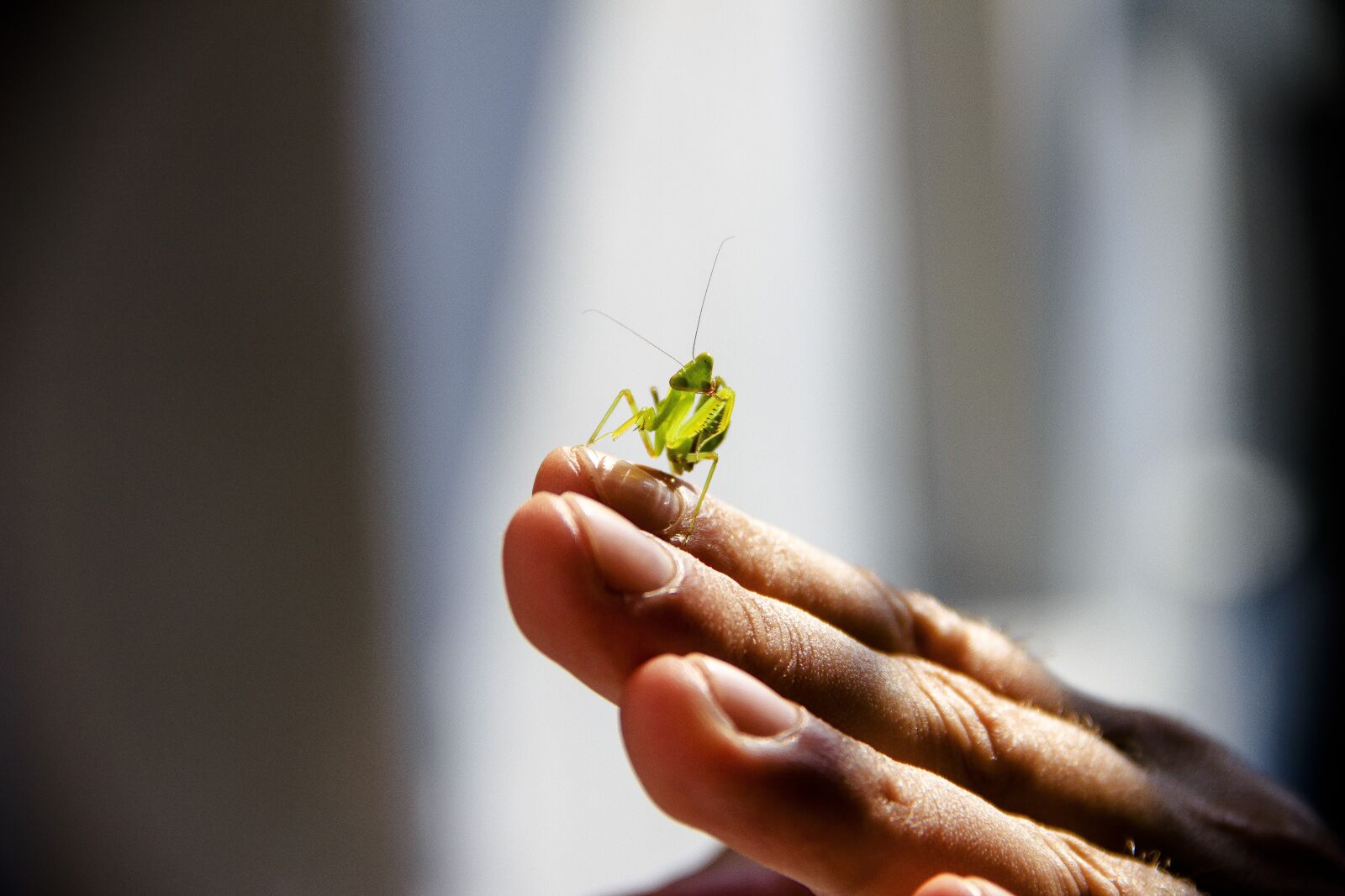 Canon EOS 650D (EOS Rebel T4i / EOS Kiss X6i) sample photo. Praying mantis, insect, nature photography