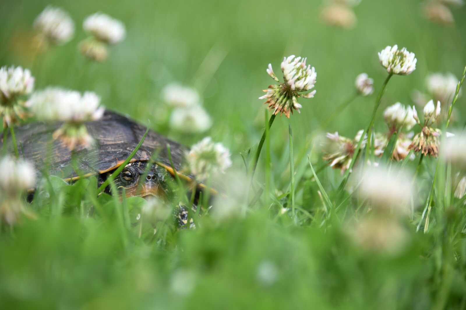 Nikon D850 sample photo. Turtle, reptile, flowers photography