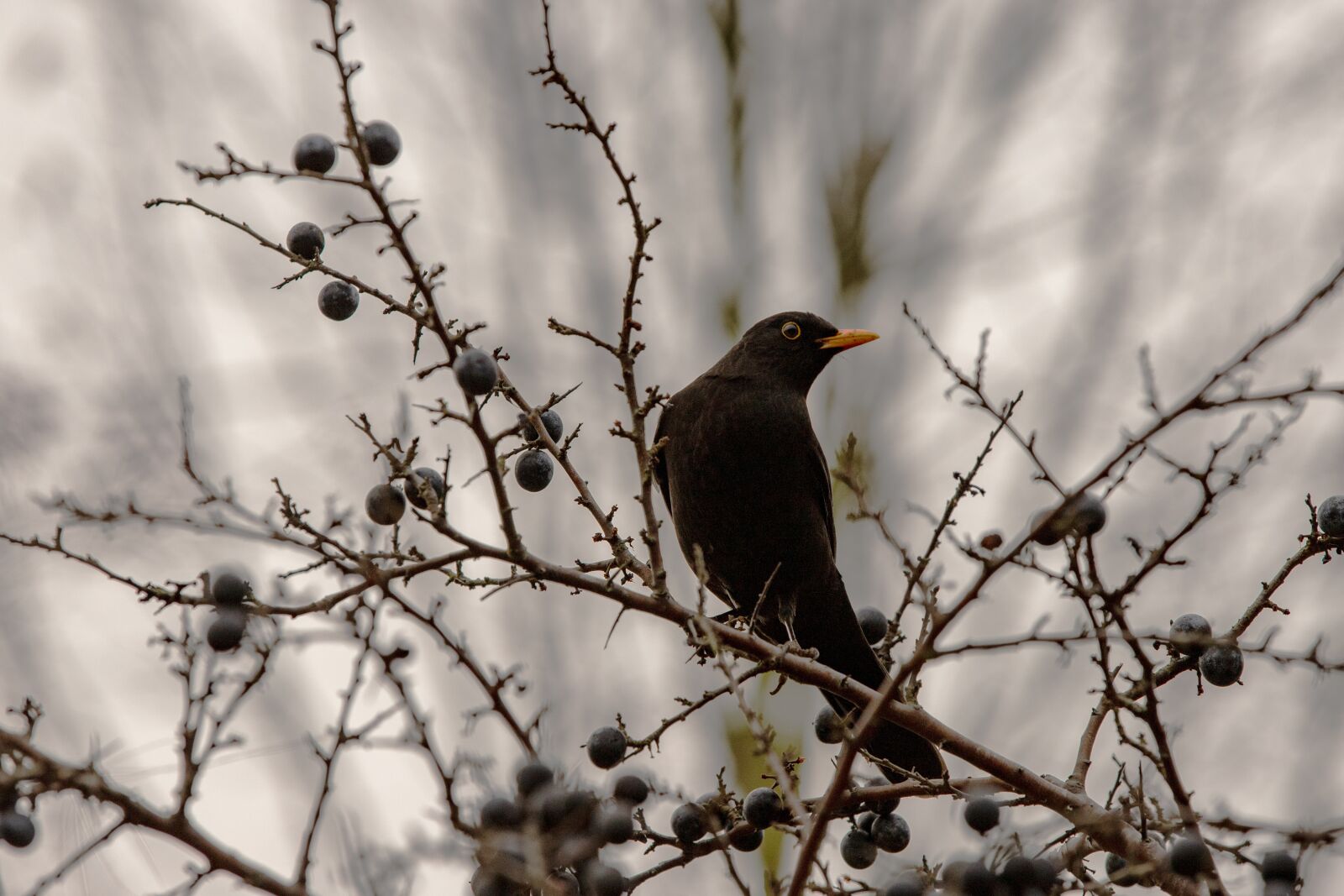 Canon EOS 6D Mark II sample photo. Blackbird, branches, nature photography