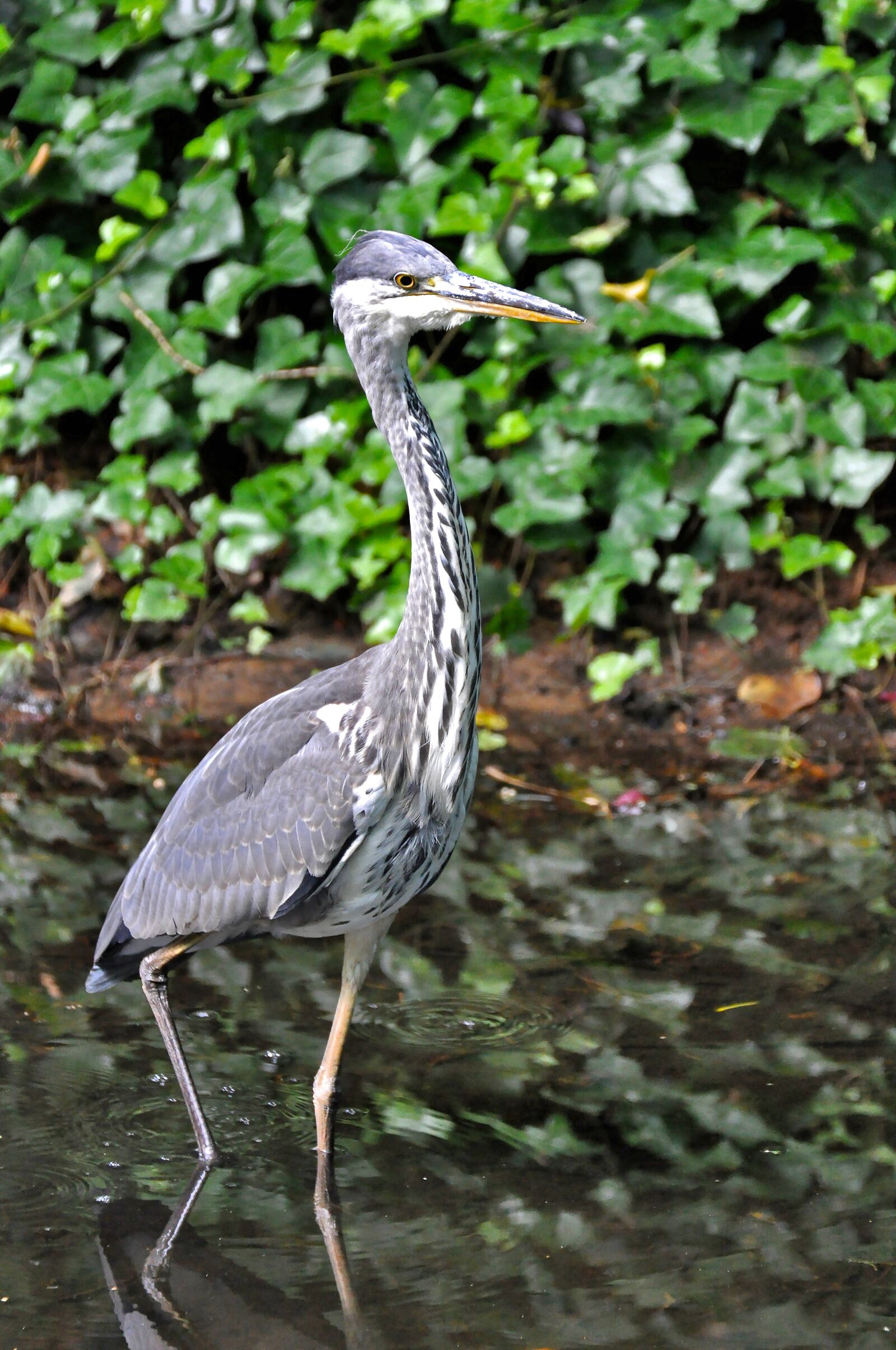 Nikon D90 sample photo. Heron, grey heron, bird photography