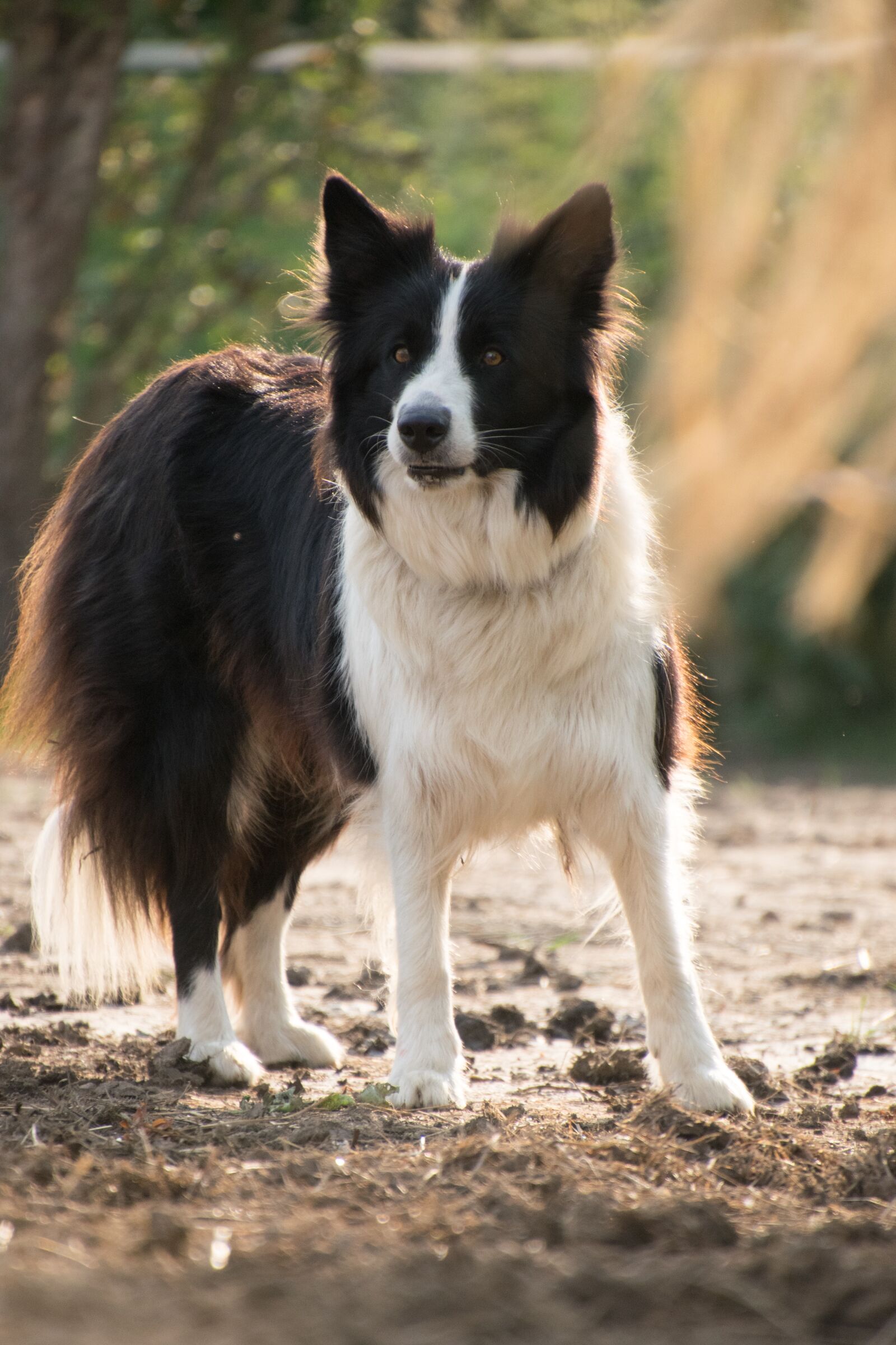 Nikon D3300 sample photo. Border collie, dog, animal photography