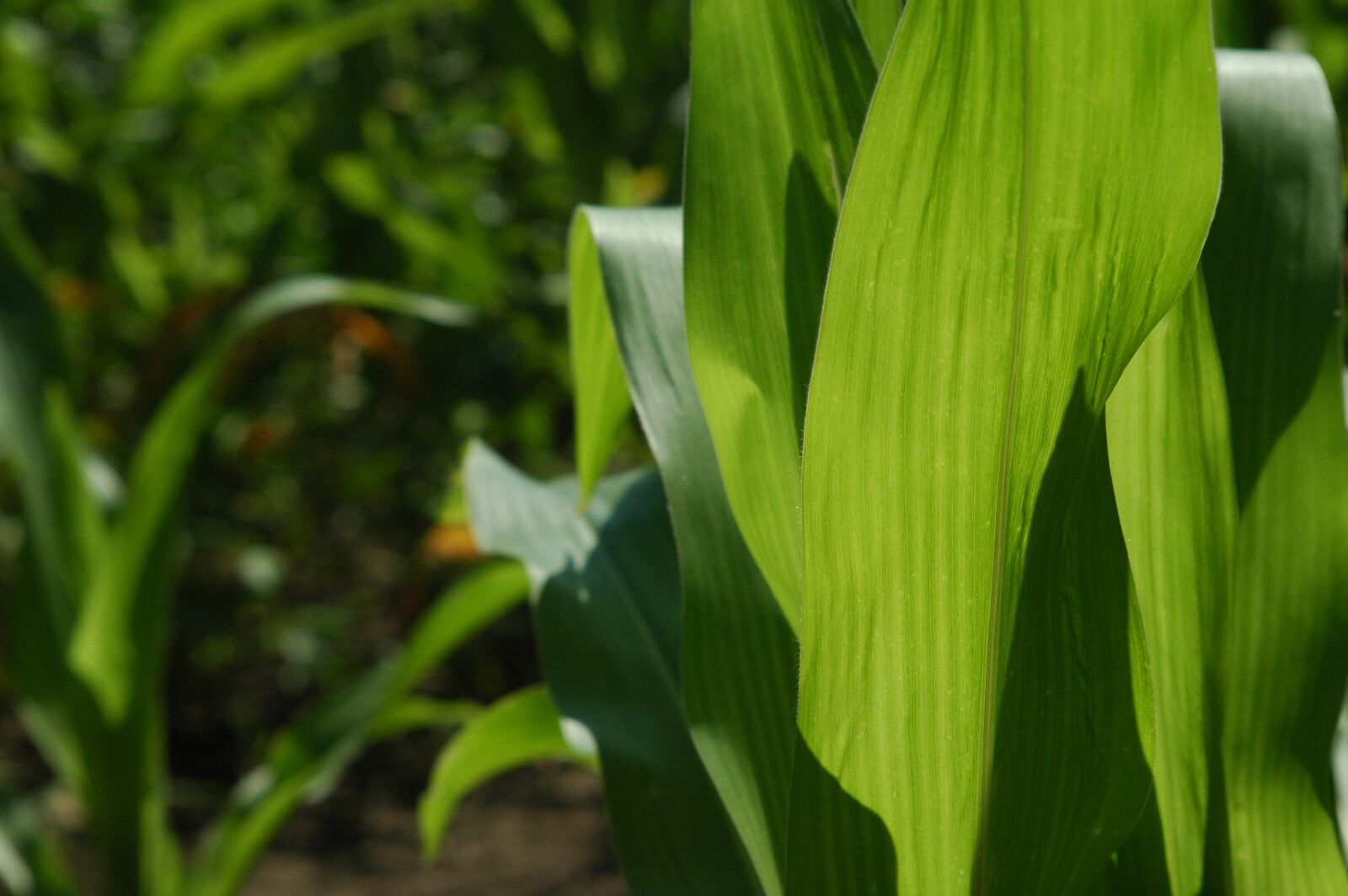 Nikon D70 sample photo. Cornfield, corn, green photography