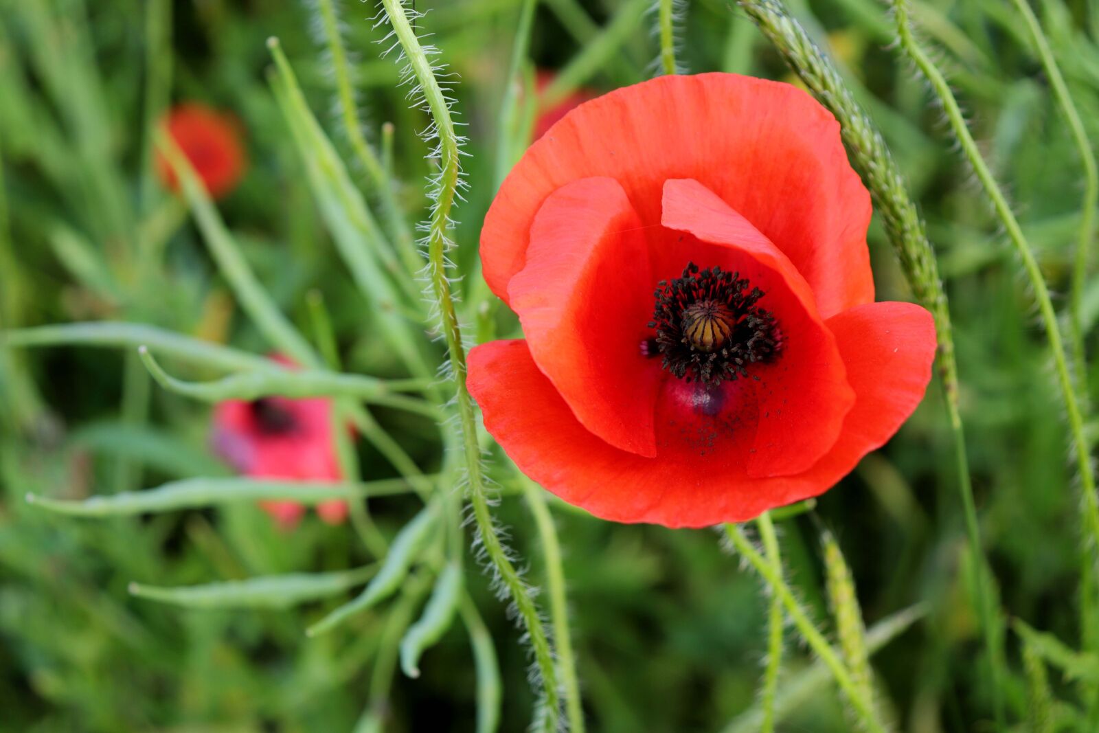 Canon EOS 200D (EOS Rebel SL2 / EOS Kiss X9) sample photo. Poppy, red, blossom photography