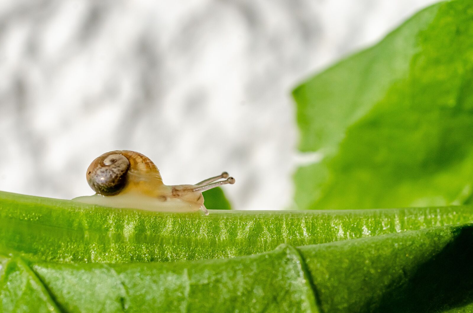Nikon D7000 sample photo. Snail, gastropod, petit photography
