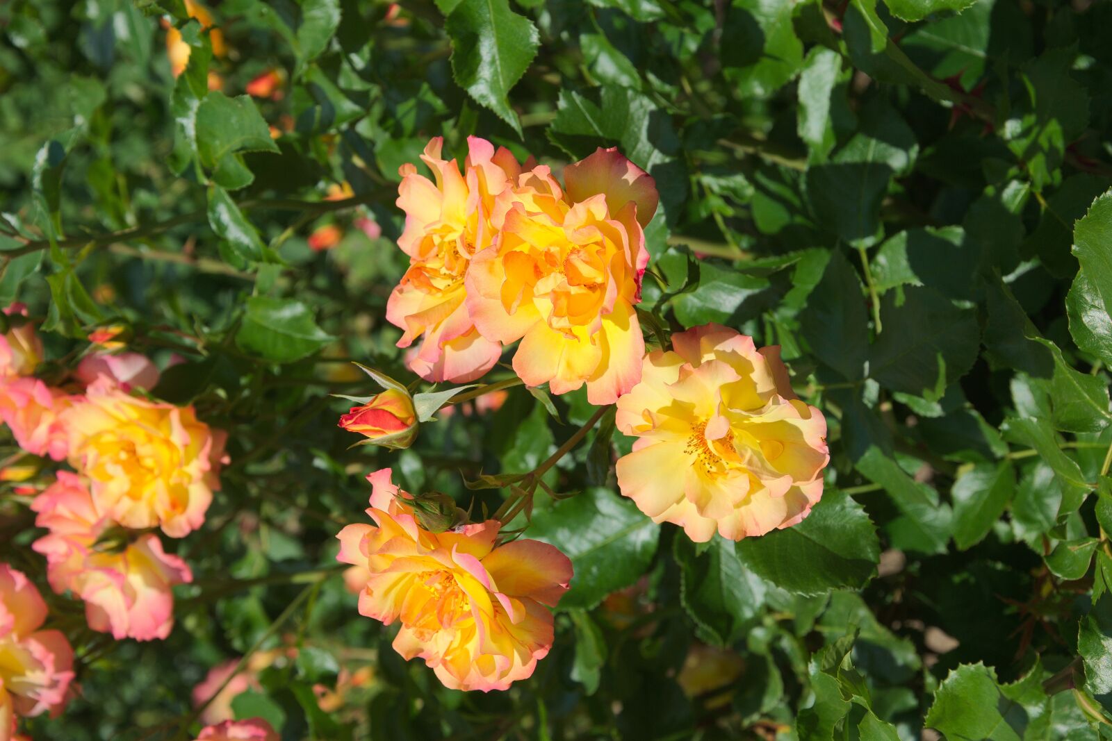 Nikon D3300 sample photo. Roses, yellow orange, flowers photography