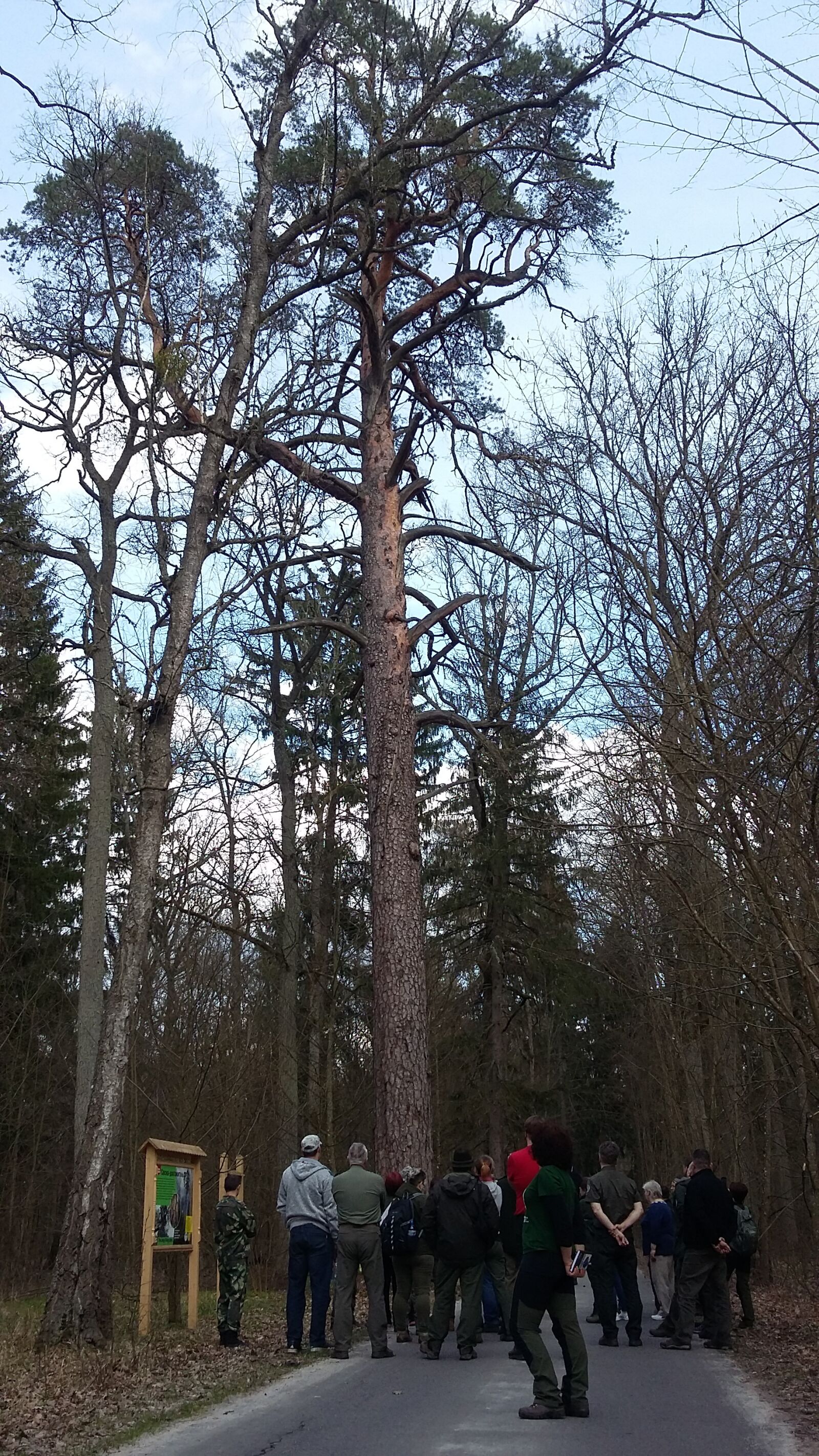 Samsung Galaxy Grand Prime sample photo. Monument tree, ancient tree photography