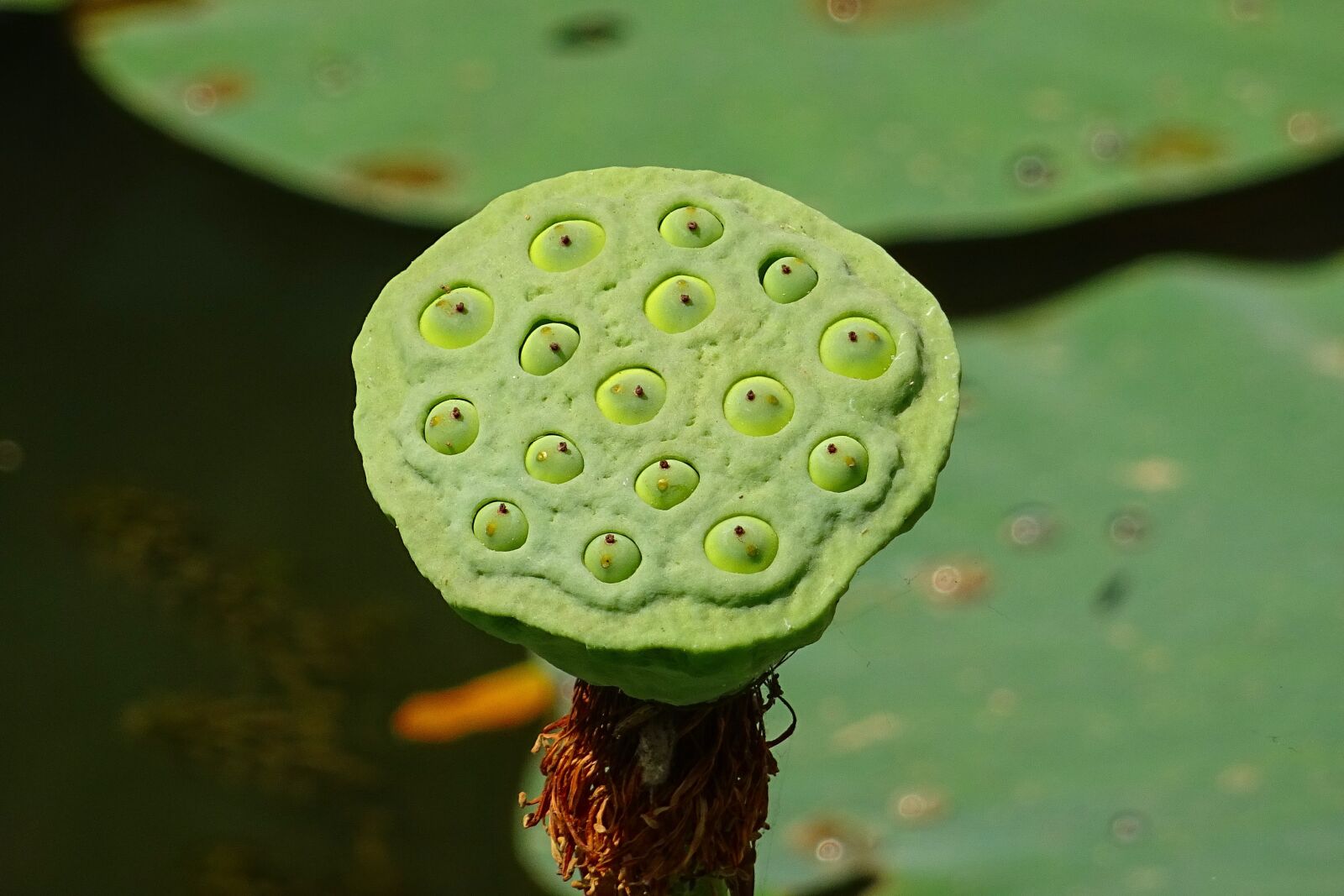 Sony DSC-HX60V sample photo. Seed pod, lotus, flower photography
