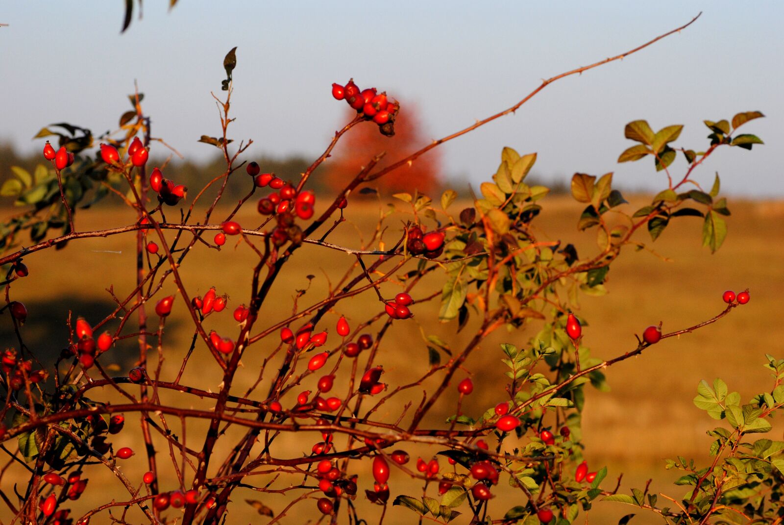 Nikon D3000 sample photo. Hip, autumn, berry photography