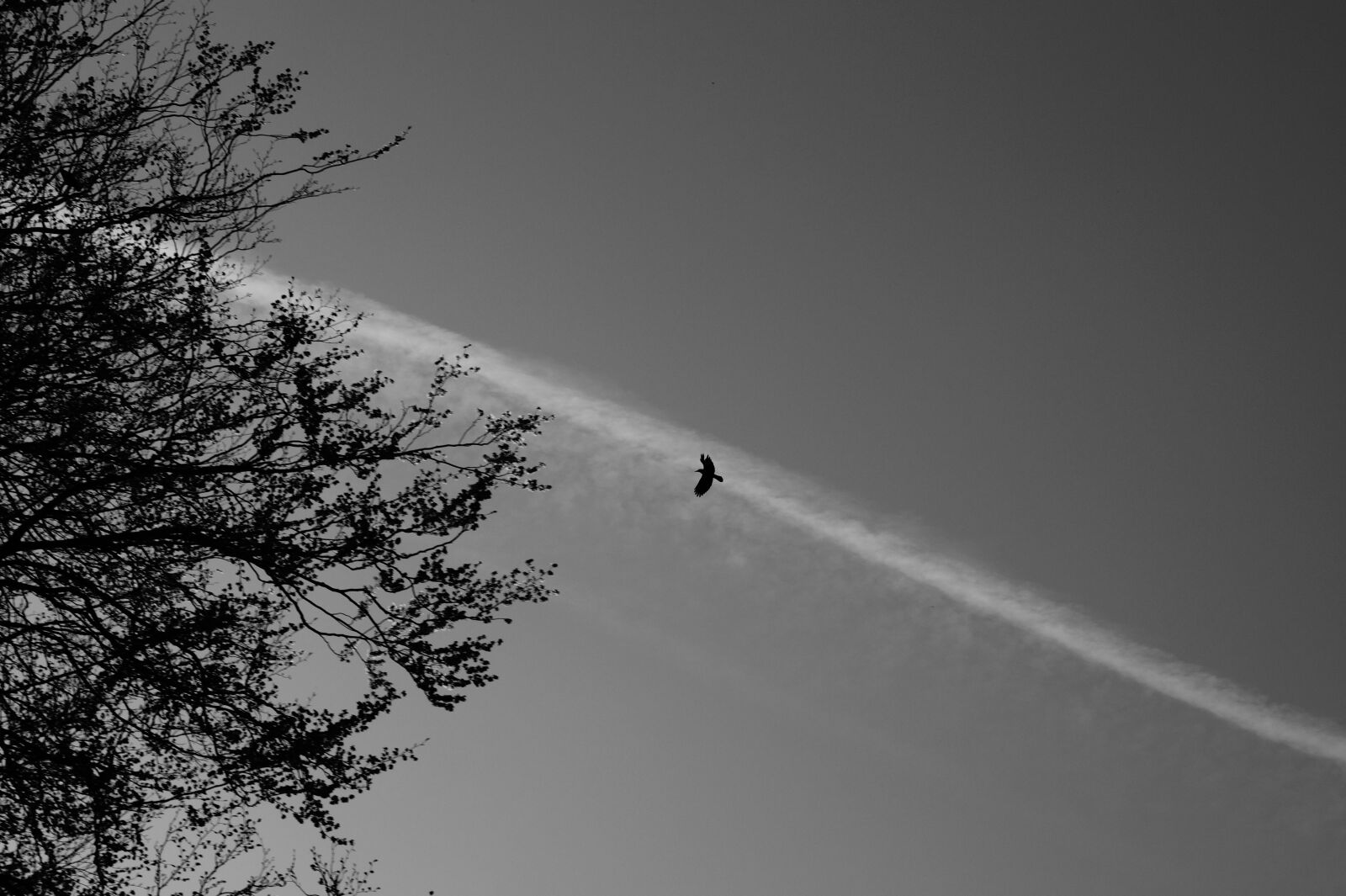 Sony DT 18-55mm F3.5-5.6 SAM II sample photo. Bird, black, and, white photography