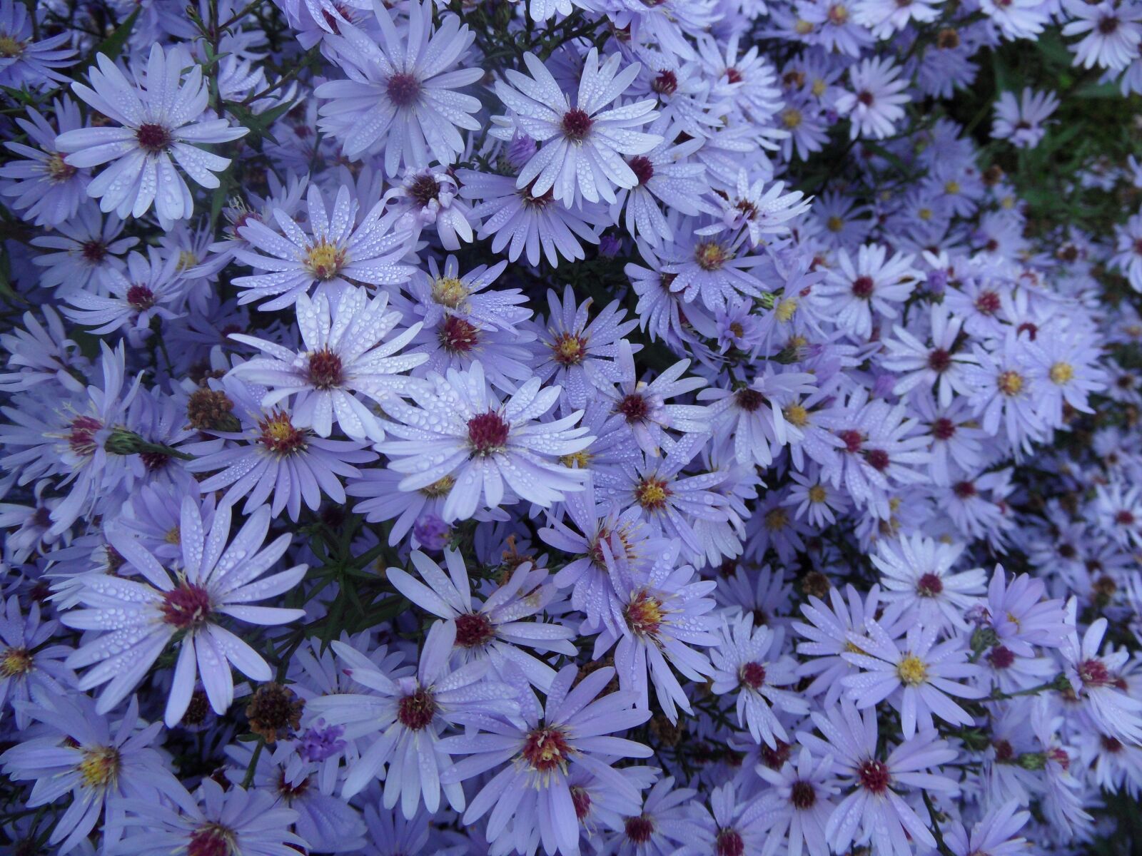Samsung WB650 / VLUU WB650 /  WB660 sample photo. Aster, flower, garden photography