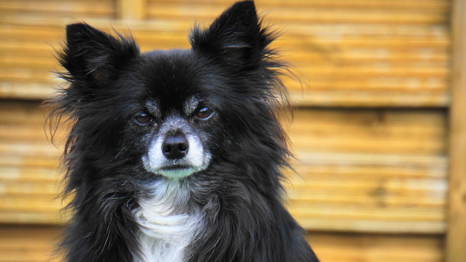 Sony E 18-200mm F3.5-6.3 OSS LE sample photo. Chihuahua, dog, small photography