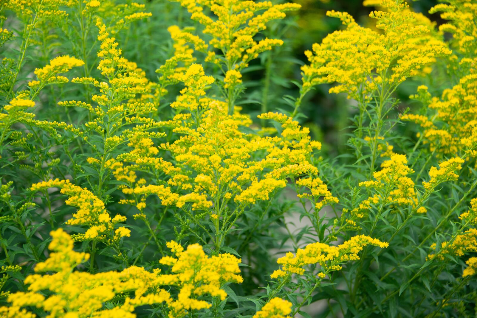 Nikon D800 sample photo. Yellow, flowers, summer photography