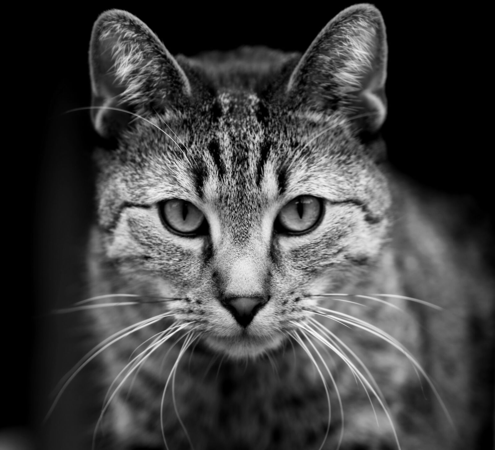 Canon EOS 80D sample photo. Cat, meadow, nature photography