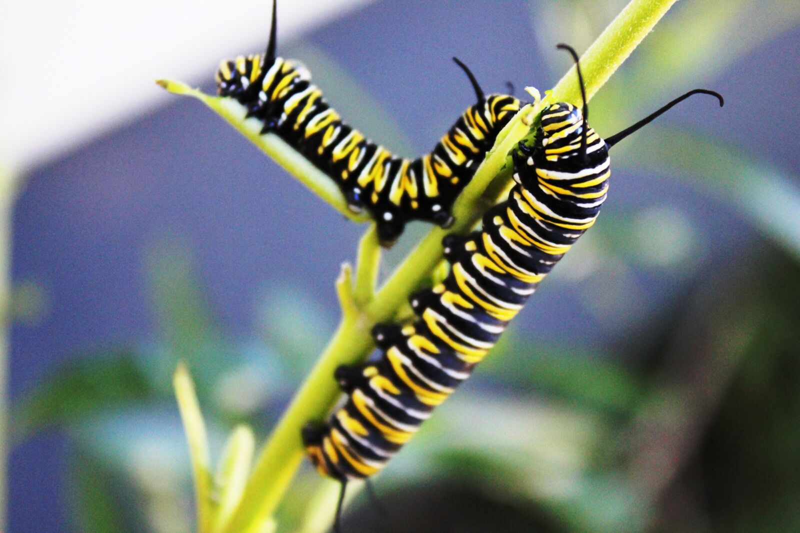 Canon EOS 550D (EOS Rebel T2i / EOS Kiss X4) sample photo. Monarch, butterfly, larva photography