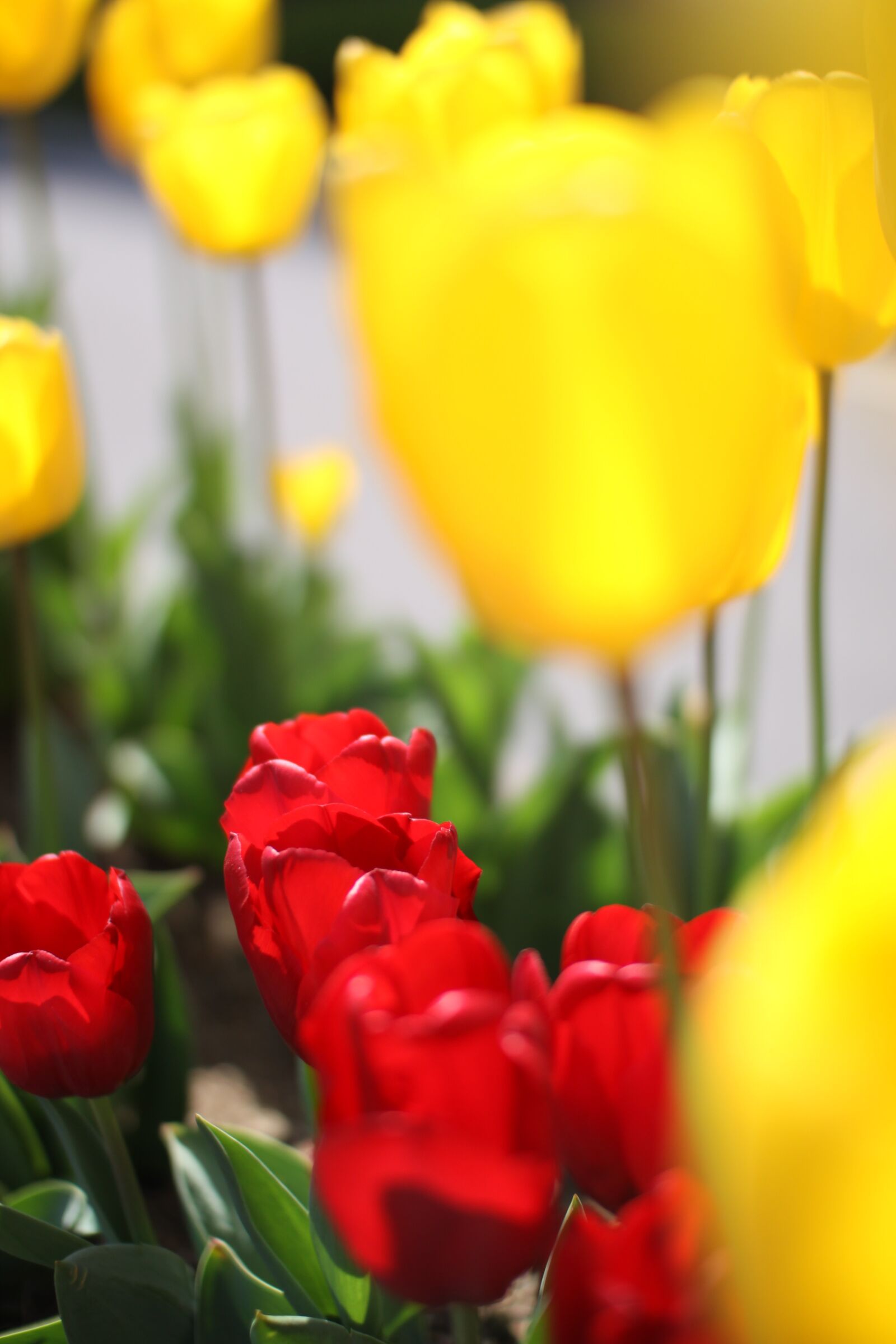 Canon EOS 50D sample photo. Tulip, flowers, spring photography