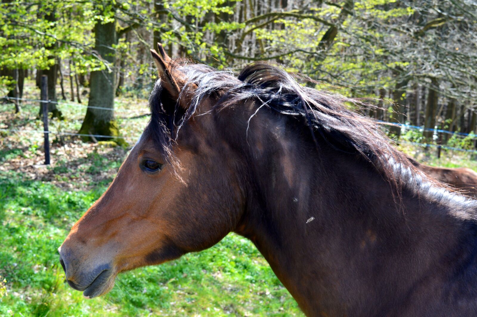 Nikon D3200 sample photo. Horse, equus caballus, ungulate photography