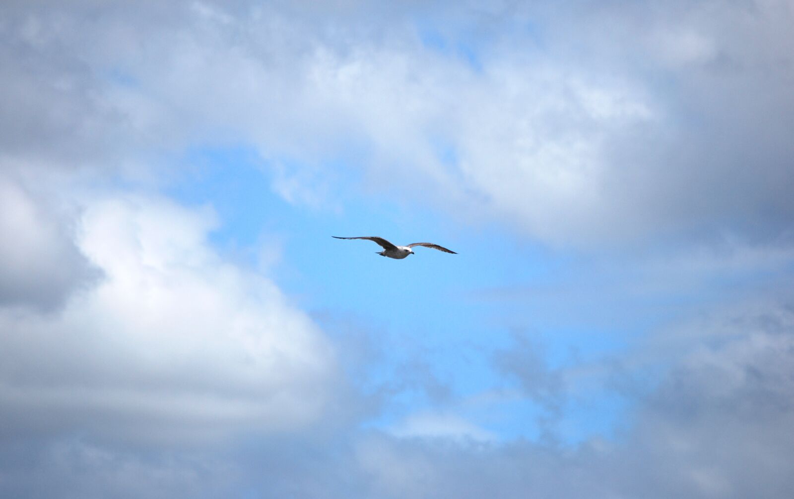 Nikon D60 sample photo. Seagull, blue sky, clouds photography