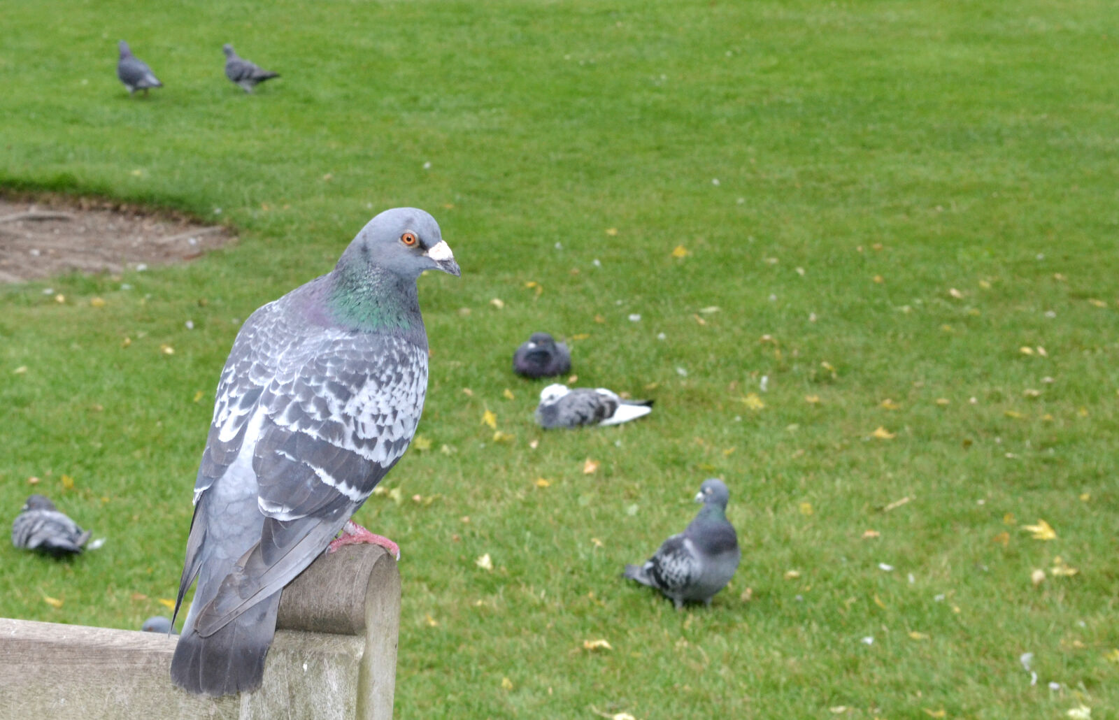 Nikon D3100 sample photo. Animal, bird, nature, park photography