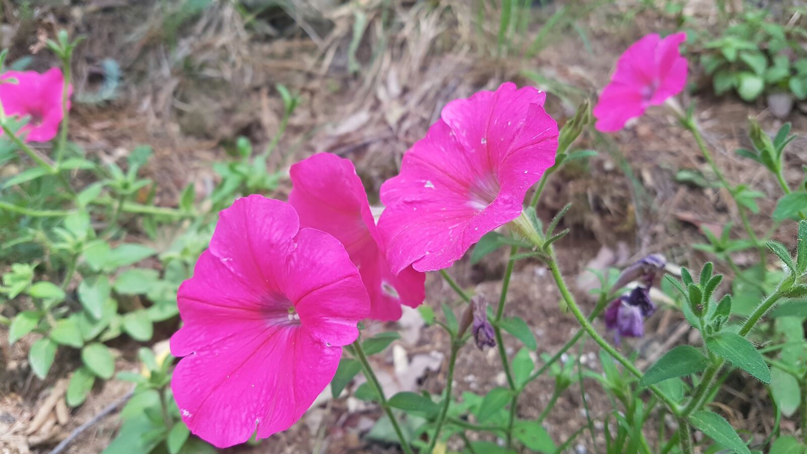 Samsung Galaxy S7 sample photo. Pink flowers, pink, flowers photography