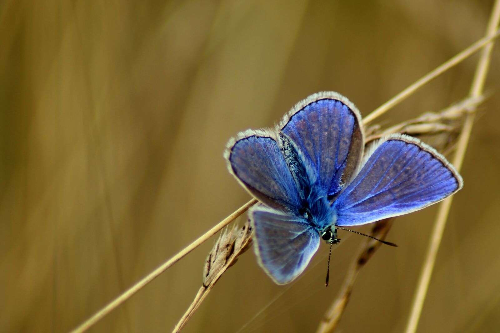Canon EOS 1300D (EOS Rebel T6 / EOS Kiss X80) sample photo. Heuchel blue, common blue photography