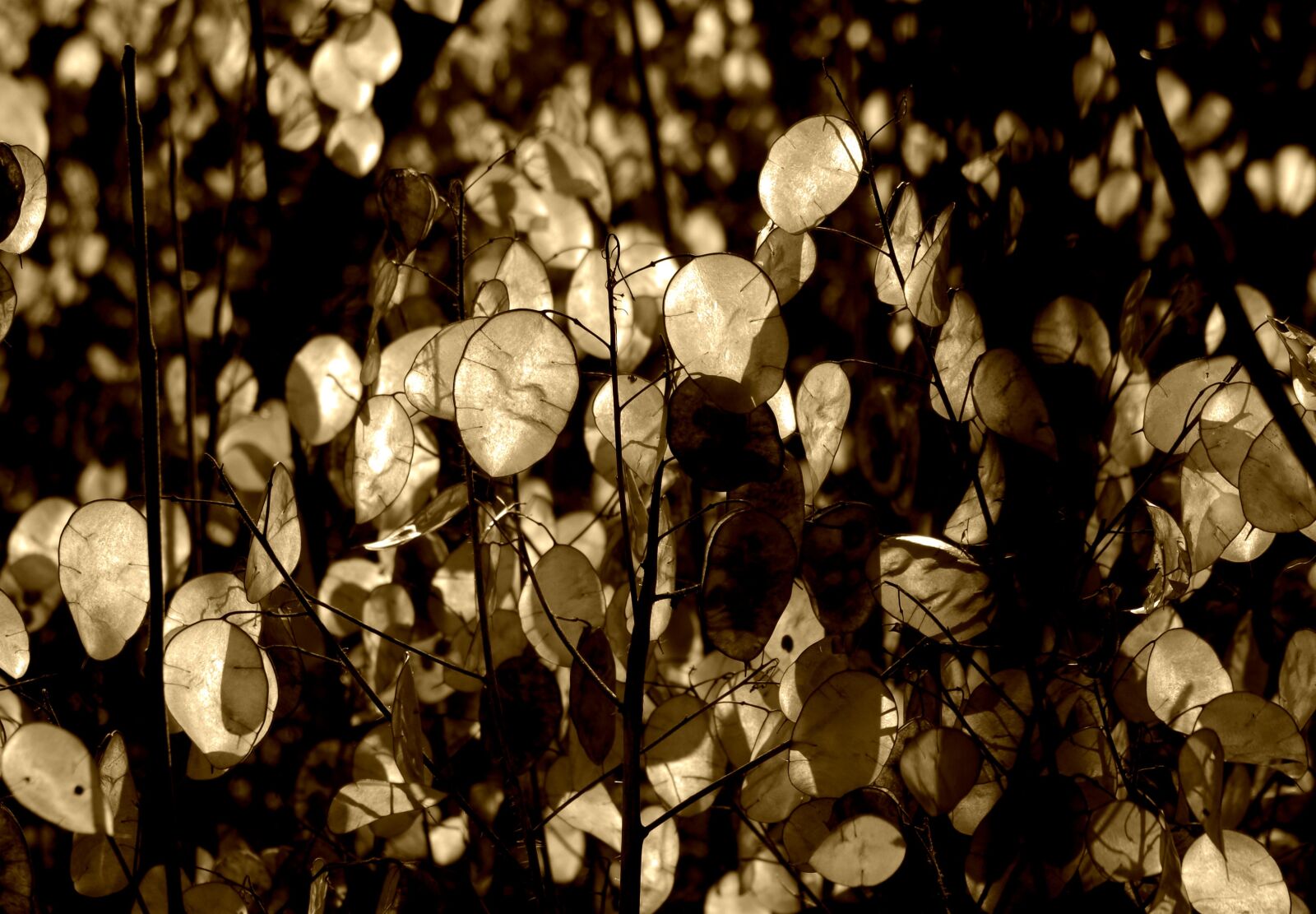 Pentax K-30 sample photo. Silver leaf, lunaria, horticultural photography
