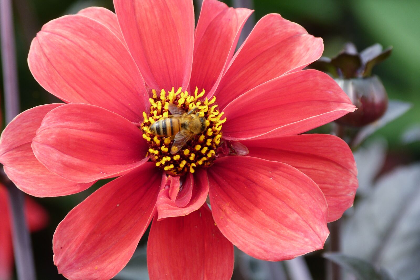 Panasonic Lumix DMC-FZ40 (Lumix DMC-FZ45) sample photo. Dahlia, bee, red photography