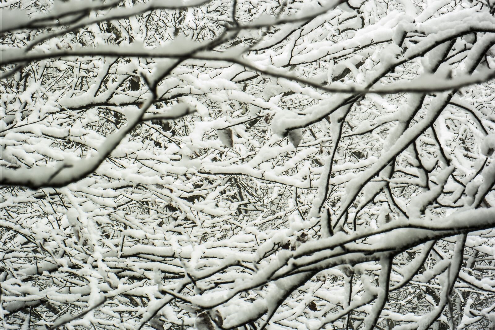 Samsung NX300 sample photo. Winter, snow, trees photography