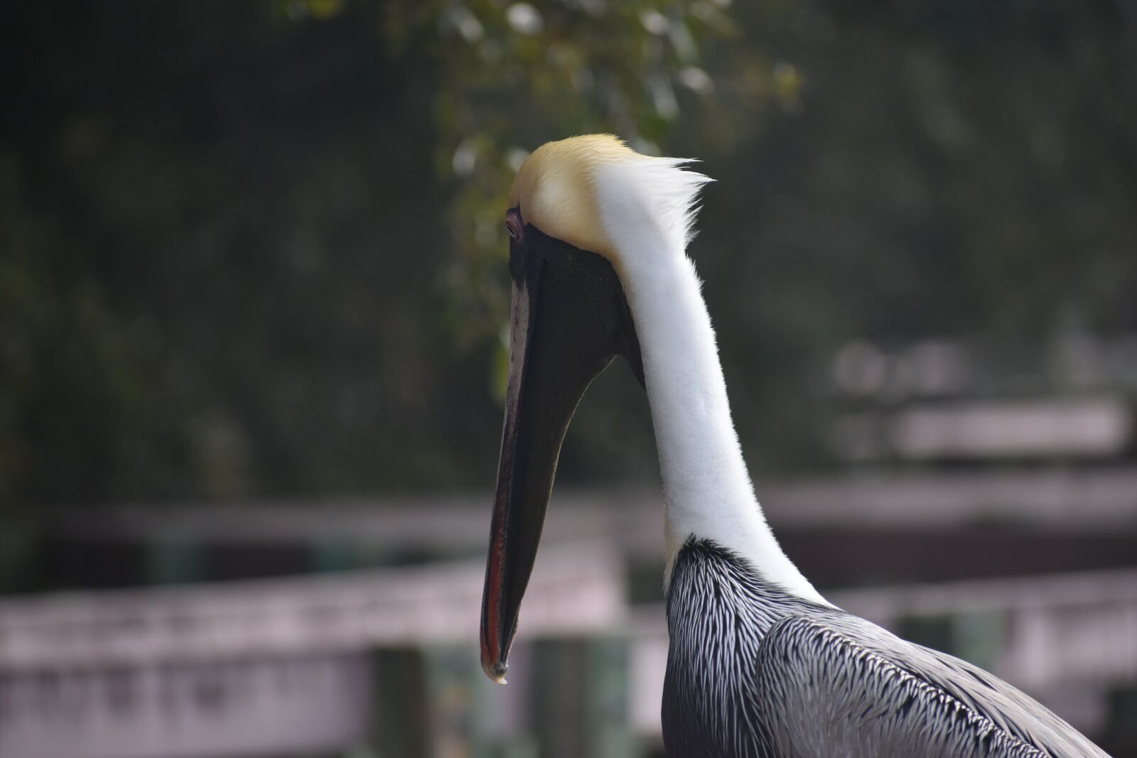 Nikon D3500 sample photo. Brown pelican, bird, wildlife photography