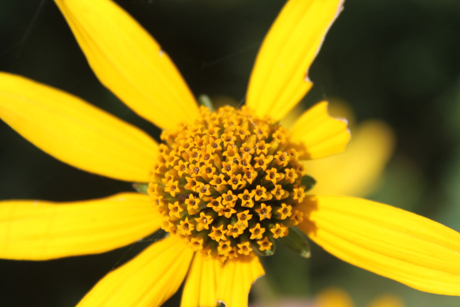 Canon EOS 1100D (EOS Rebel T3 / EOS Kiss X50) sample photo. Beauty, floral, flower, nature photography