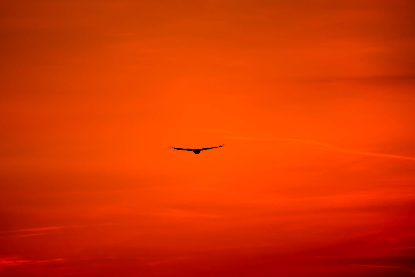 Canon EOS 750D (EOS Rebel T6i / EOS Kiss X8i) sample photo. Buzzard, king buzzard, bird photography