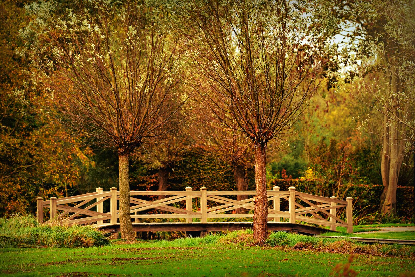 Nikon D750 sample photo. Pollard, tree, bridge photography