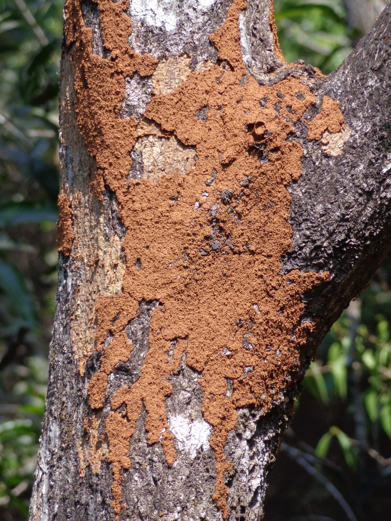 Sony Cyber-shot DSC-H90 sample photo. Termite, tree, mound photography