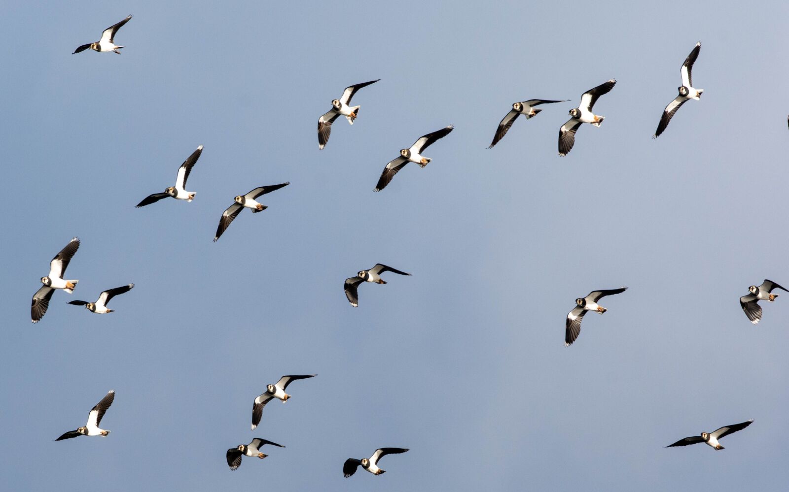 Nikon D7100 sample photo. Lapwings, bird, wildlife photography