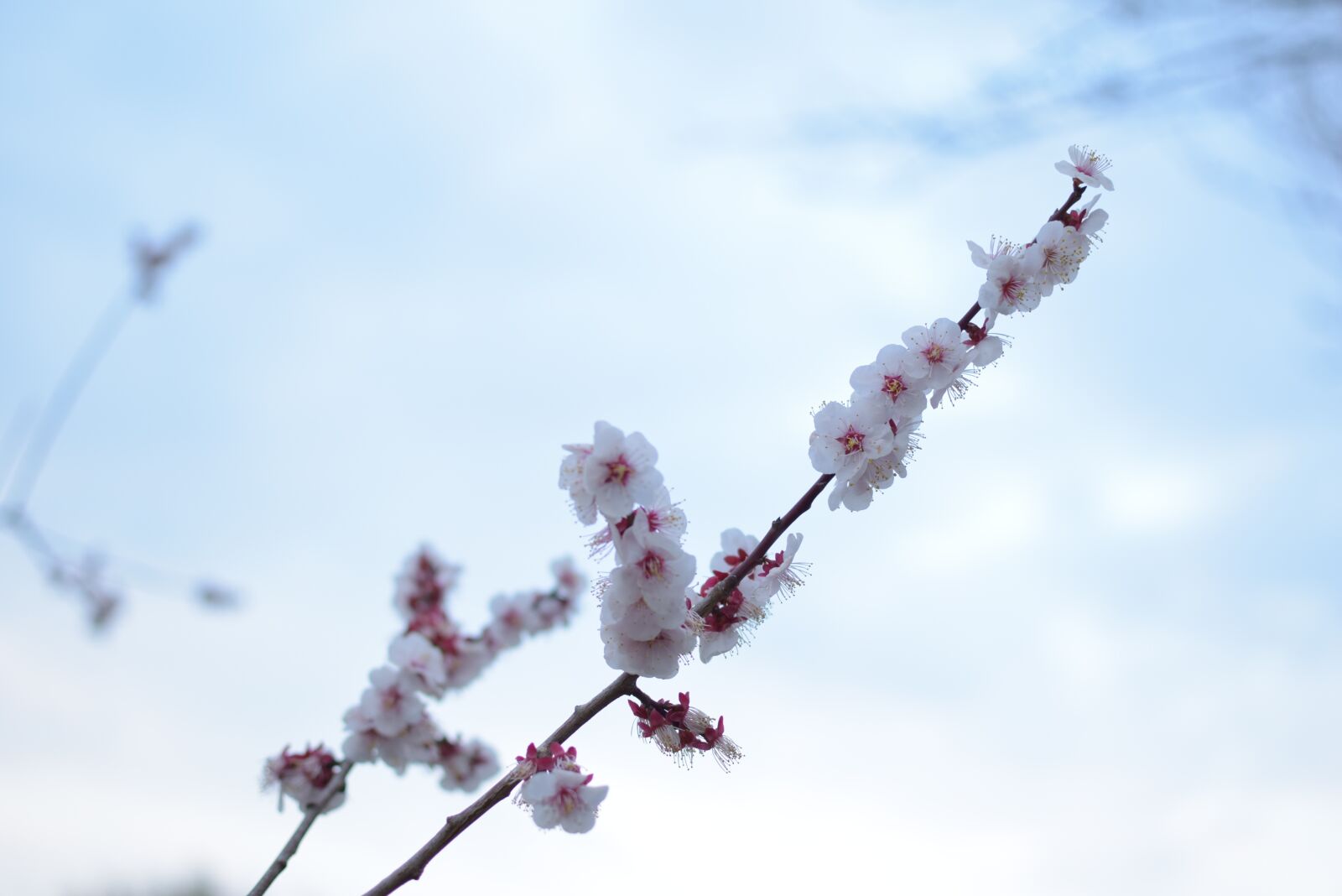 Nikon D5300 sample photo. Cherry blossoms, like the photography