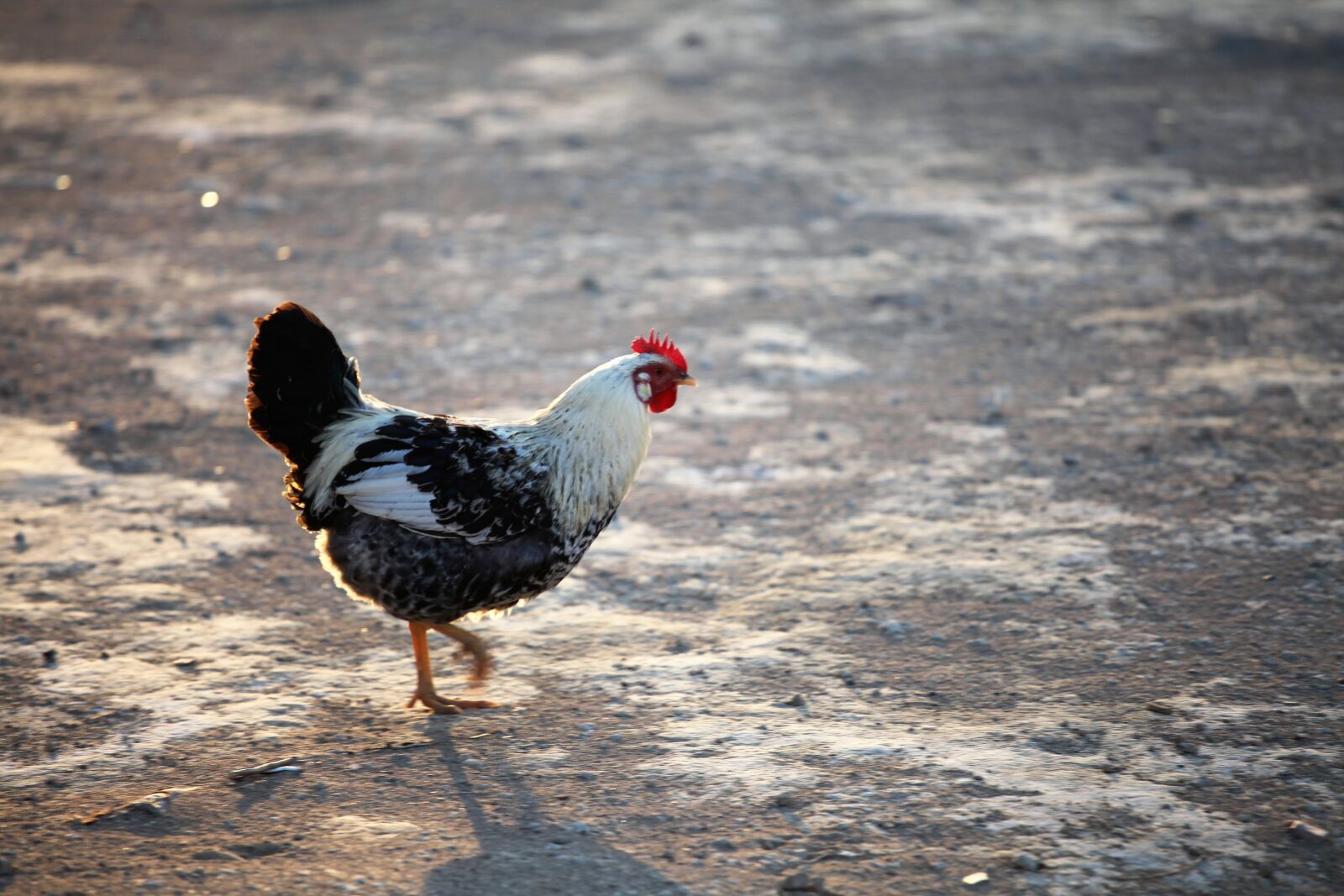 Canon EOS 5D Mark II sample photo. Cock, chicken, fowl photography