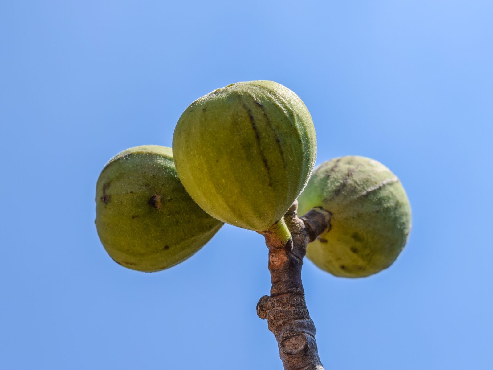 Nikon D3300 sample photo. Fig, fruit, tree photography