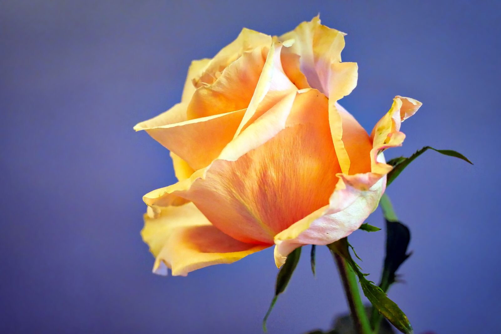 Panasonic Lumix DMC-GX8 sample photo. Flower, rose, blossom photography