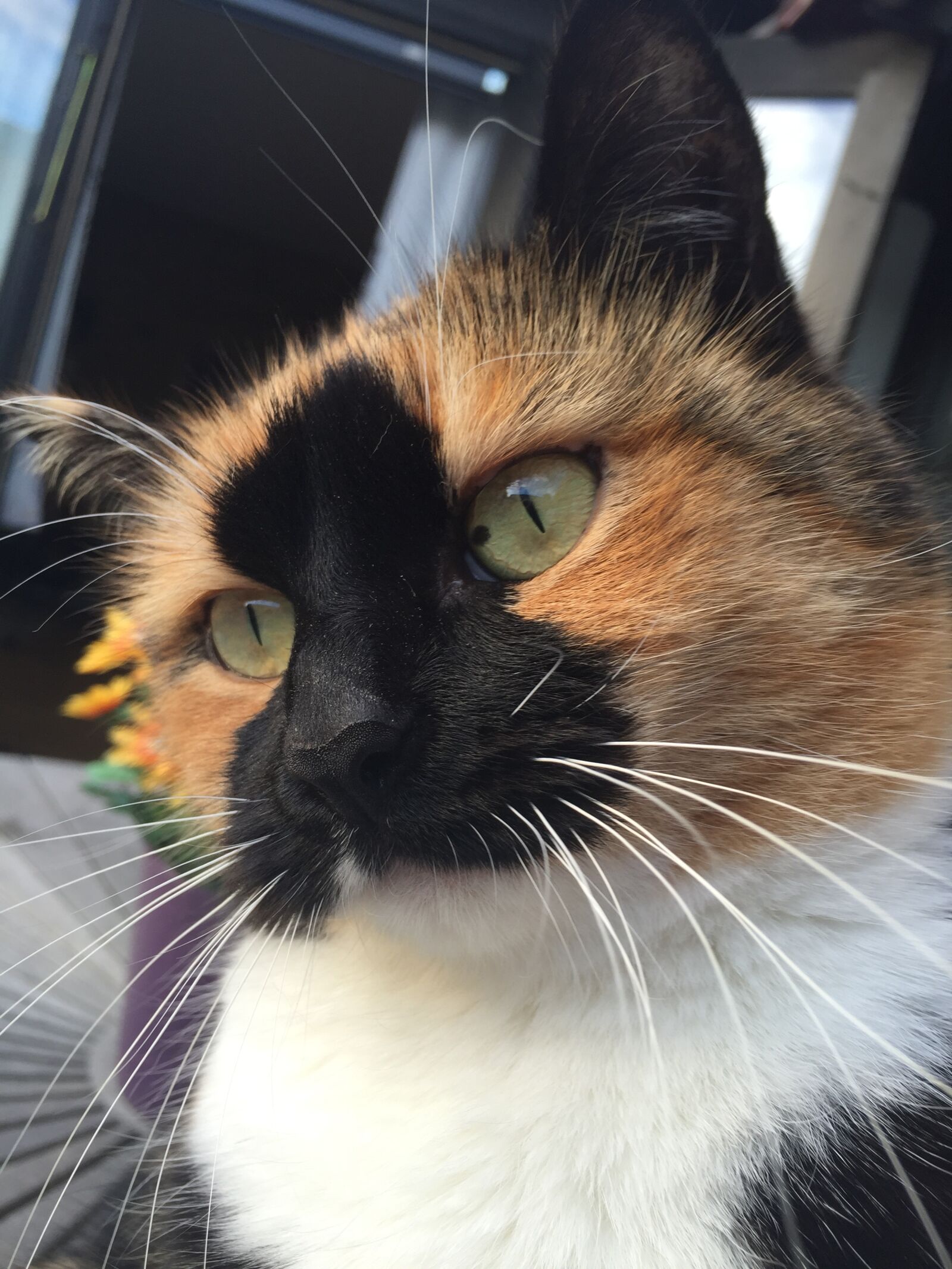 Apple iPhone 6 sample photo. Cat, remember to, beautiful photography